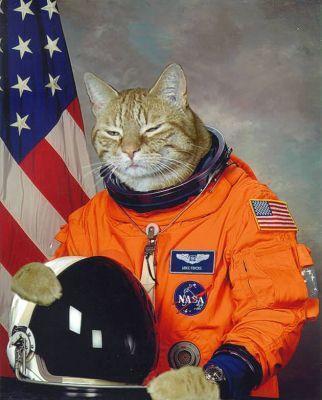 astronaut cat