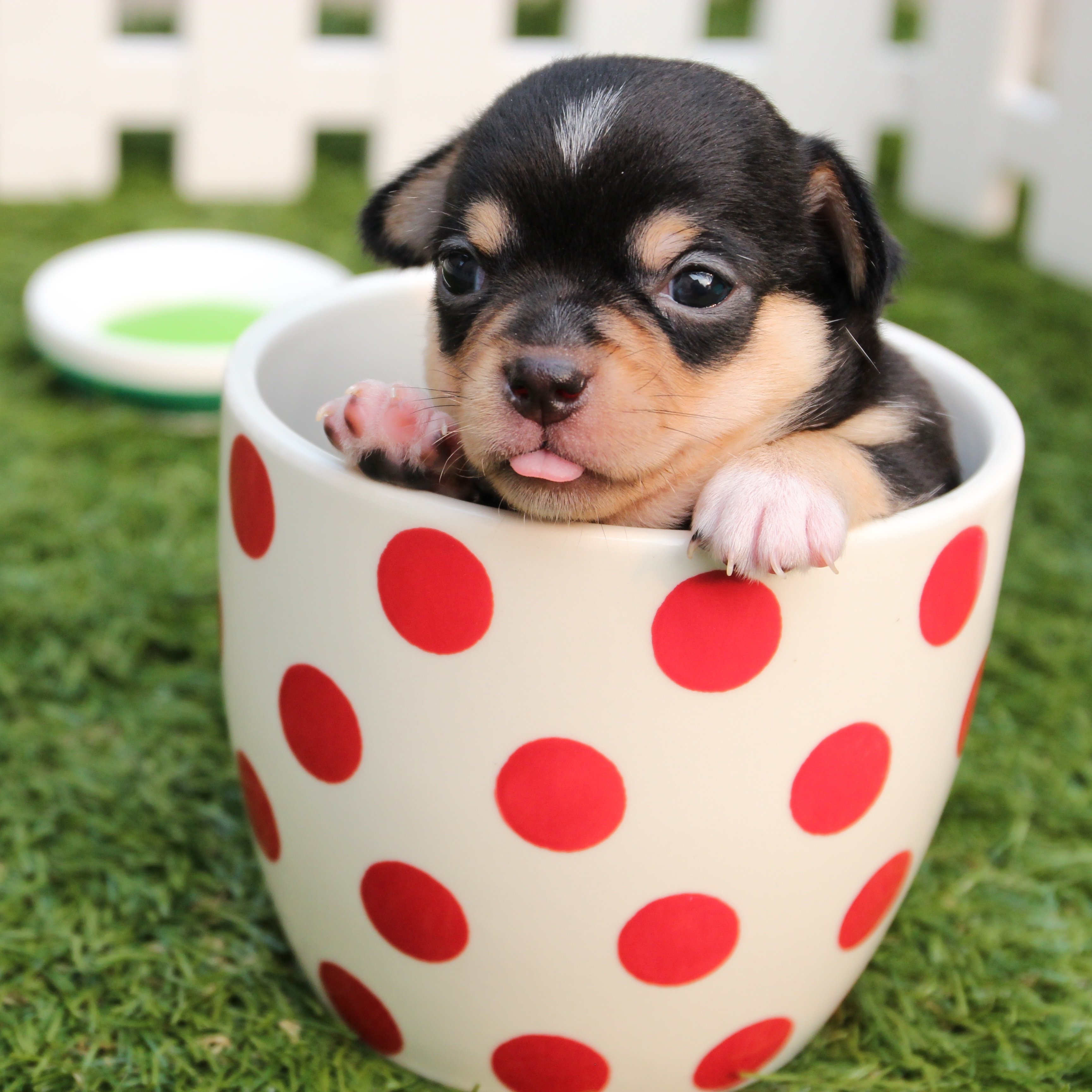a cute puppy in mug